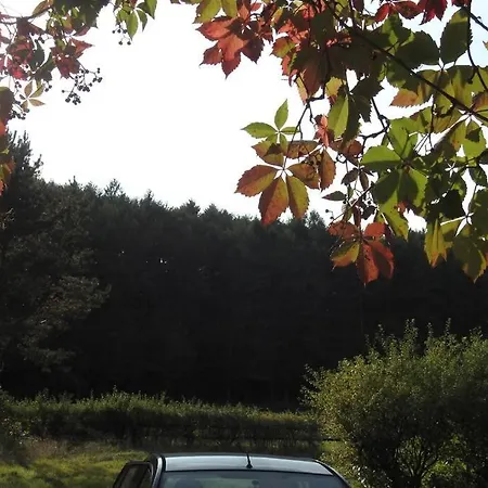 Modrzewiowy Letniskowy - Stare Czaple * Brodnica (Kartuzy)