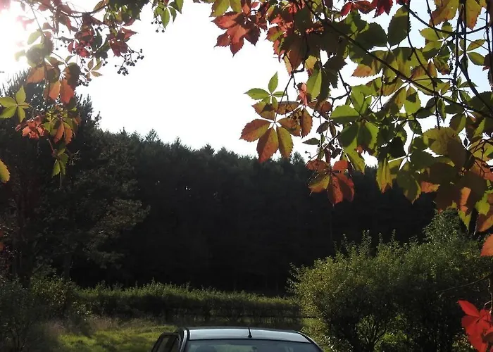 Modrzewiowy Letniskowy - Stare Czaple * Brodnica (Kartuzy)